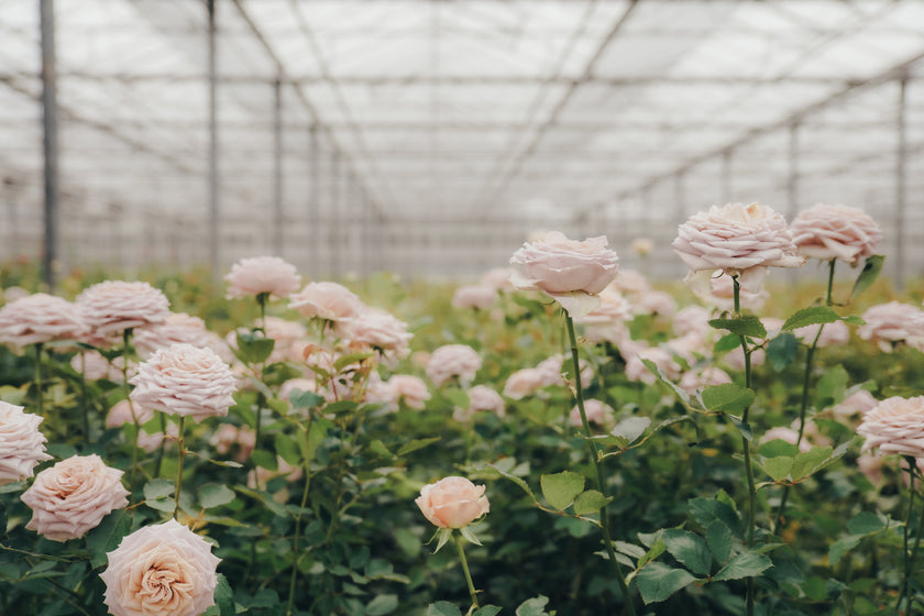 VIP-день квітів у Нідерландах