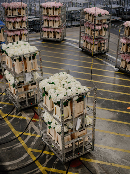 VIP-тур (Україна)