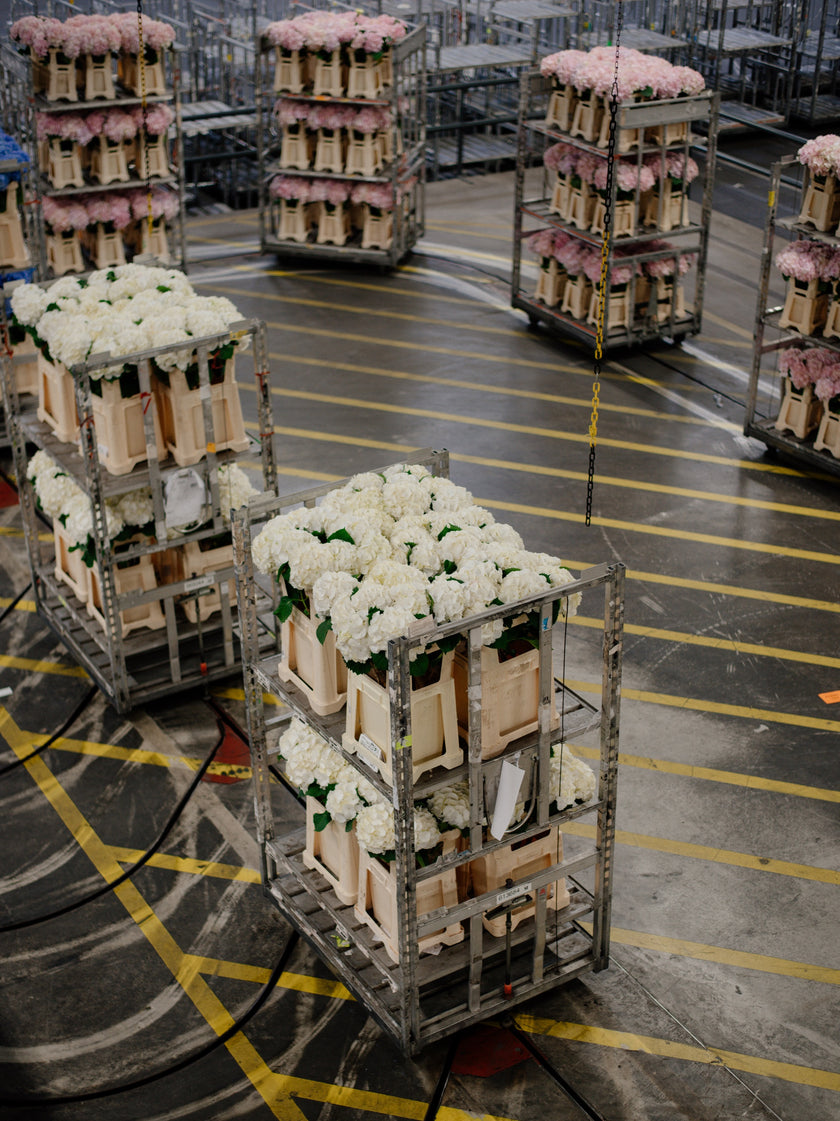 VIP-тур (Україна)